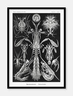 krebsedyr  |  ERNST HAECKEL - decoARTE