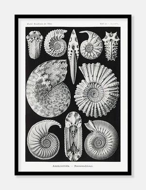 konkylier  |  ERNST HAECKEL - decoARTE
