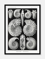 konkylier  |  ERNST HAECKEL - decoARTE