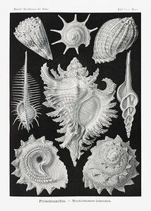 10 Ernst Haeckel kort