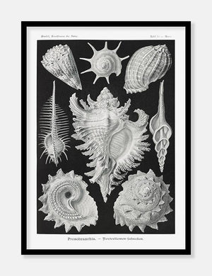 konkylier  |  ERNST HAECKEL - decoARTE