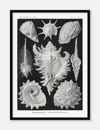 konkylier  |  ERNST HAECKEL - decoARTE