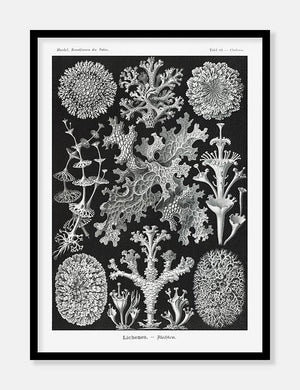 tang  |  ERNST HAECKEL - decoARTE
