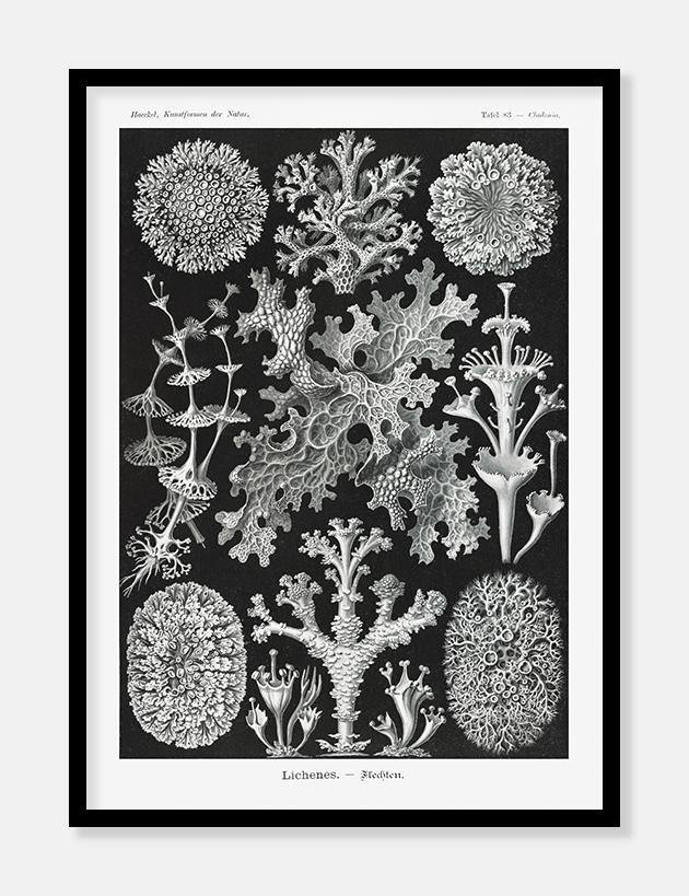 tang  |  ERNST HAECKEL - decoARTE