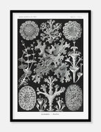 tang  |  ERNST HAECKEL - decoARTE