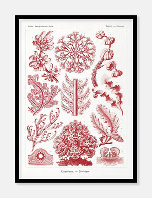havplanter  |  ERNST HAECKEL - decoARTE