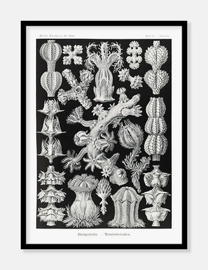 koraller  |  ERNST HAECKEL - decoARTE