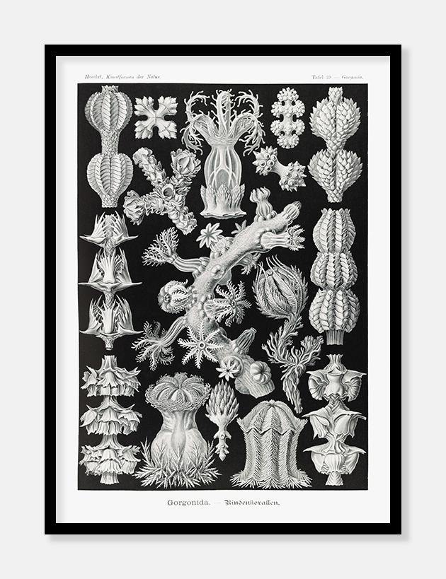 koraller  |  ERNST HAECKEL - decoARTE