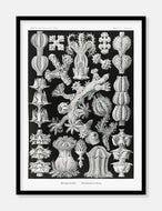koraller  |  ERNST HAECKEL - decoARTE