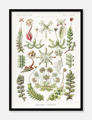 havplanter  |  ERNST HAECKEL - decoARTE