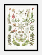 havplanter  |  ERNST HAECKEL - decoARTE