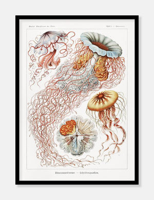 gobler  |  ERNST HAECKEL - decoARTE