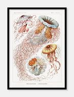 gobler  |  ERNST HAECKEL - decoARTE