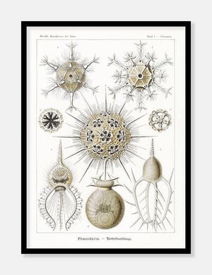 havdyr  |  ERNST HAECKEL - decoARTE
