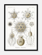 havdyr  |  ERNST HAECKEL - decoARTE