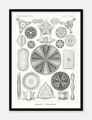 havdyr  |  ERNST HAECKEL - decoARTE