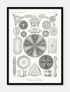 havdyr  |  ERNST HAECKEL - decoARTE