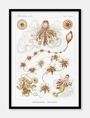 havdyr  |  ERNST HAECKEL - decoARTE