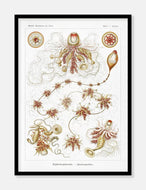 havdyr  |  ERNST HAECKEL - decoARTE
