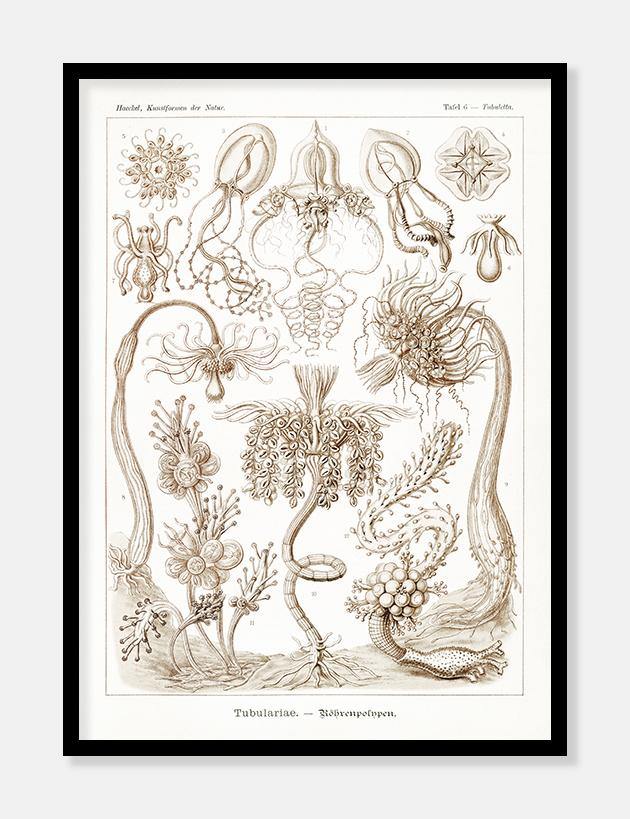 gobler  |  ERNST HAECKEL - decoARTE