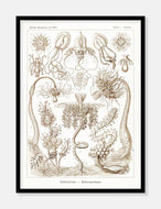 gobler  |  ERNST HAECKEL - decoARTE