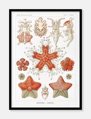 søstjerner  |  ERNST HAECKEL - decoARTE