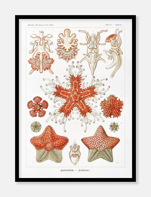 søstjerner  |  ERNST HAECKEL - decoARTE
