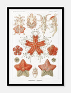 søstjerner  |  ERNST HAECKEL - decoARTE