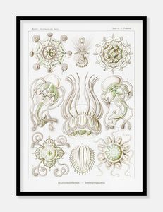 gobler  |  ERNST HAECKEL - decoARTE