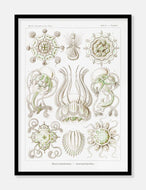 gobler  |  ERNST HAECKEL - decoARTE