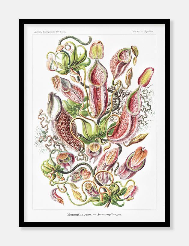 blomsterillustration  |  ERNST HAECKEL - decoARTE