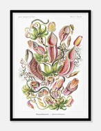 blomsterillustration  |  ERNST HAECKEL - decoARTE