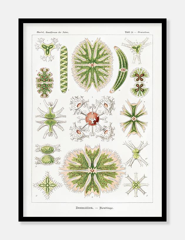 plankton  |  ERNST HAECKEL - decoARTE