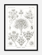 tang  |  ERNST HAECKEL - decoARTE