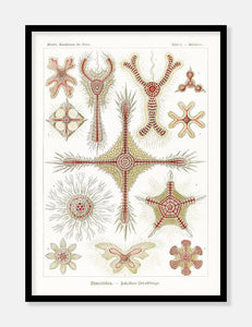 plankton  |  ERNST HAECKEL - decoARTE