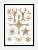 plankton  |  ERNST HAECKEL - decoARTE