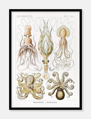 blæksprutter  |  ERNST HAECKEL - decoARTE