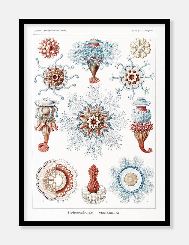 havdyr  |  ERNST HAECKEL - decoARTE