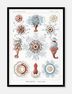 havdyr  |  ERNST HAECKEL - decoARTE