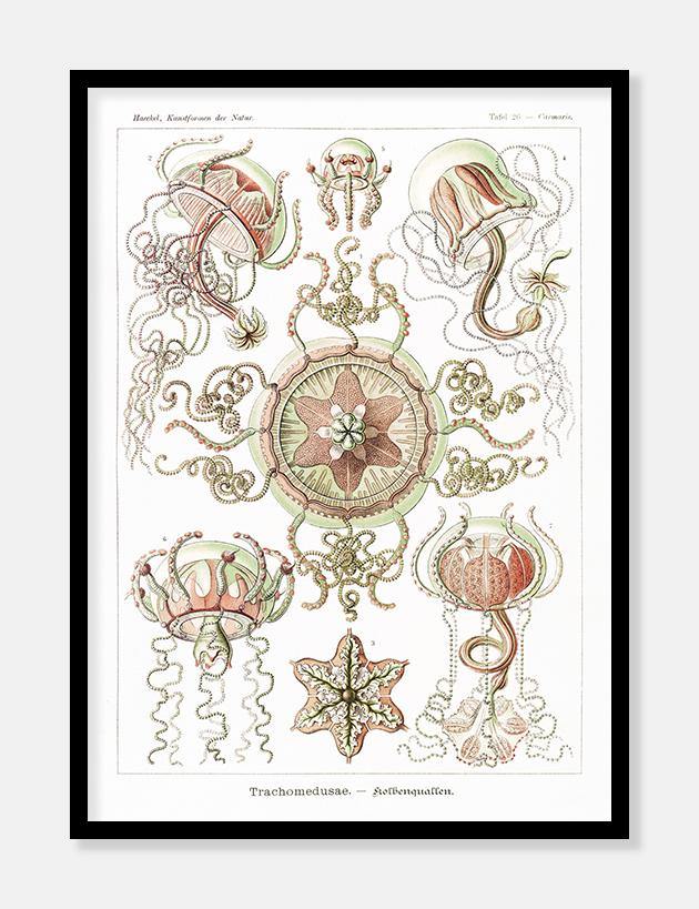 havdyr  |  ERNST HAECKEL - decoARTE