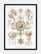 havdyr  |  ERNST HAECKEL - decoARTE