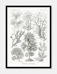 tang  |  ERNST HAECKEL - decoARTE