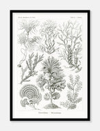 tang  |  ERNST HAECKEL - decoARTE