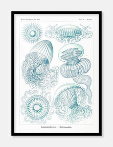 gobler  |  ERNST HAECKEL - decoARTE