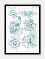 gobler  |  ERNST HAECKEL - decoARTE