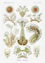 Indlæs billede til gallerivisning tang  |  ERNST HAECKEL - decoARTE
