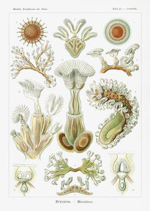 tang  |  ERNST HAECKEL - decoARTE