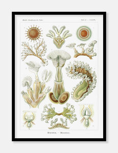 tang  |  ERNST HAECKEL - decoARTE