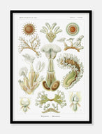 tang  |  ERNST HAECKEL - decoARTE