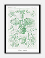 havplanter  |  ERNST HAECKEL - decoARTE
